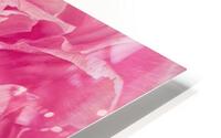 Pink Double Tulip HD Metal print
