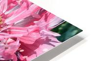 Poppy Peony with Bee HD Metal print