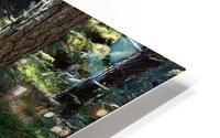 Scenes from the Trail - Sunlight Forest Trail  HD Metal print