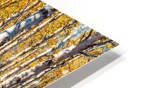 Blanche foret HD Metal print
