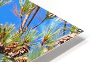 Merlin And Pine Cones II HD Metal print