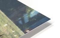 Long Horns HD Metal print