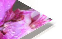 Raindrops Resting on Pink HD Metal print