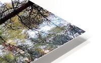 Autumnal Pine and Birch Forest in the Scottish Highlands HD Metal print