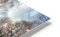 Autumnal Forest Walk Through the Scottish Highlands HD Metal print