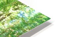 Rain Forest Runoff HD Metal print