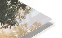 Sunrise Over a Dogwood HD Metal print