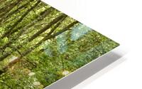 Impressionistic Nature Path Through the Scottish Highlands HD Metal print