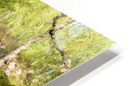 Birch Heather Blay Berries and Moss in the Scottish Highlands HD Metal print