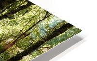 Scottish Highlands Spring Woodland HD Metal print