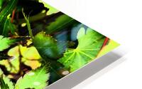Artistic Autumnal Acer Leaves  HD Metal print