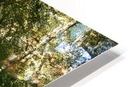 Scottish Highlands Birch Forest in Summer HD Metal print