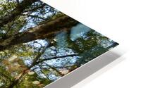 Scottish Highlands Birch Tree View HD Metal print