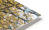 Autumns Grace in the Scottish Highlands  HD Metal print