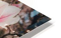 Jane Magnolias Wide Closeup HD Metal print