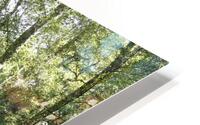 Natures Summer Embrace in the Scottish Highlands HD Metal print