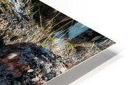 Alberta Beaardtongue horizontal view  HD Metal print