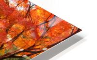 Autumn colors in Japan HD Metal print