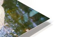 Bear Water Assault HD Metal print