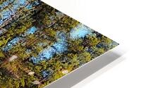 Natures Arrow HD Metal print