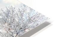 Wrapped in a Blanket of Ice HD Metal print