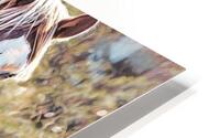 WARHORSE_Holt_RezN888 HD Metal print