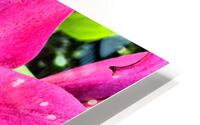 Vibrant Lily HD Metal print