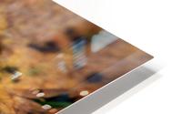 Spotted Autumn Leaf HD Metal print