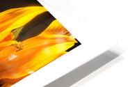 1Q8A1131 HD Metal print