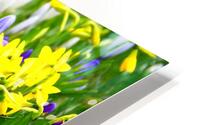 Spring Flower Meadow                                                                                                 HD Metal print