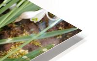 Natures Snowdrops                                                                                                                     HD Metal print