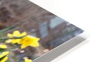 Scottish Yellow Daffodils                                                                                                                   HD Metal print