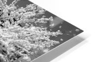 Black and White Spring HD Metal print