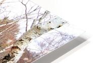  Birch Forest View in the Scottish Highlands                                                                                                                      HD Metal print