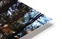  Dark Forest Sun in the Scottish Highlands                                                                                                                     HD Metal print