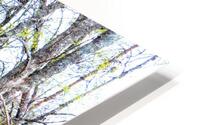 Spring Birch in the Scottish Highlands                                                                                                                     HD Metal print