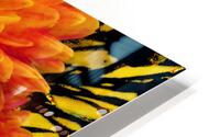 Abstract Orange and Yellow Chrysanthemums  HD Metal print