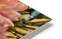 Impressionistic Pink Chrysanthemums  HD Metal print