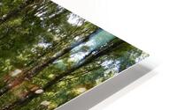 Scottish Highlands Summer Birch HD Metal print
