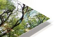 Mays Forest Trail In The Scottish Highlands                                                                                                           HD Metal print