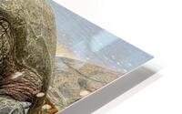 Turtle Couple HD Metal print