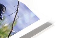  Look at me Ma HD Metal print