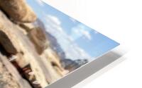 Cactus Bloom HD Metal print