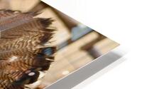 Wild Turkey HD Metal print