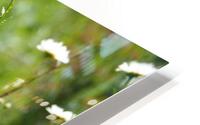  Daisy Wildflowers                                                                                                                     HD Metal print
