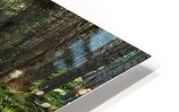  Scottish Highlands Forest Stream                                                                                                                   HD Metal print