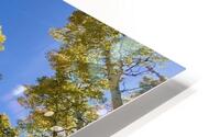 IMG 9874 HD Metal print