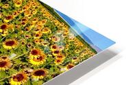 The Sunflower Sea HD Metal print