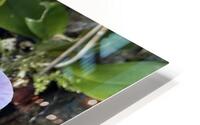 Orchid HD Metal print