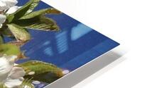 White Cherry Blossoms  -1 HD Metal print